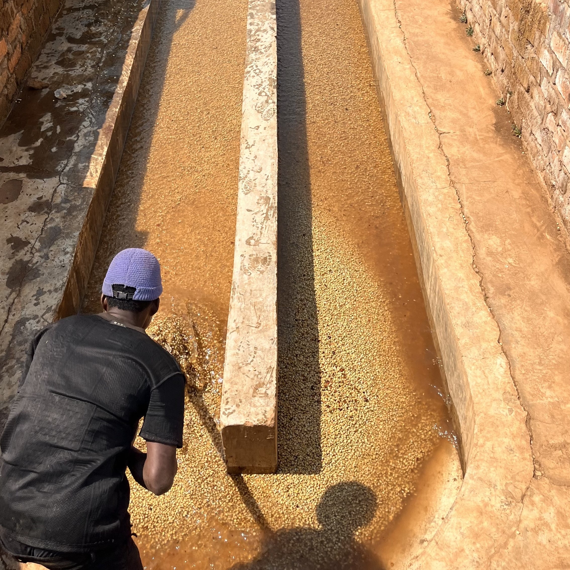 Tanzania Nsoga Washed(25/26年クロップ) | ORIGIN COUNTRIES for